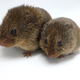 A pair of prairie voles (Microtus ochrogaster).